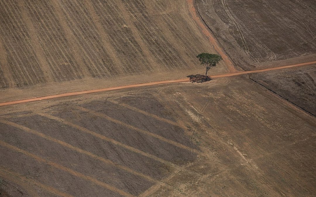 Mudança Climática e disputa eleitoral: o que se esperar para o ano de 2022?